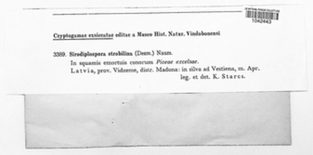 Sirodiplospora strobilina image